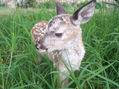 venado cola blanca