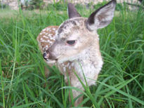 Venado cola blanca