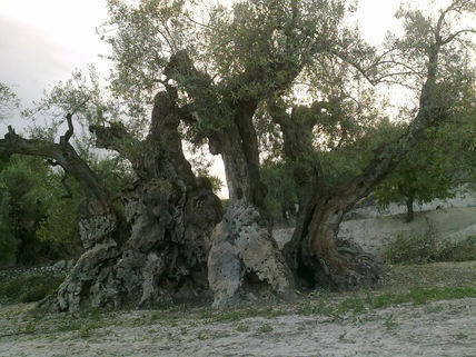 Mina materia prima...