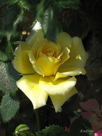 Rosa 1