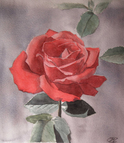 Rosa roja