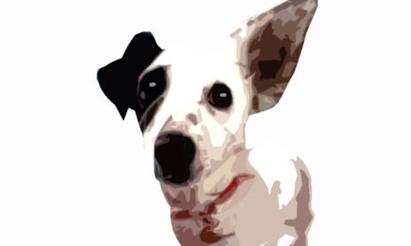 animales