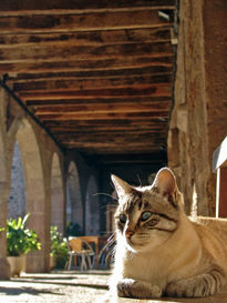 El gato de Santa Pau