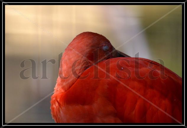 Flamingo rojo II Naturaleza Color (Digital)