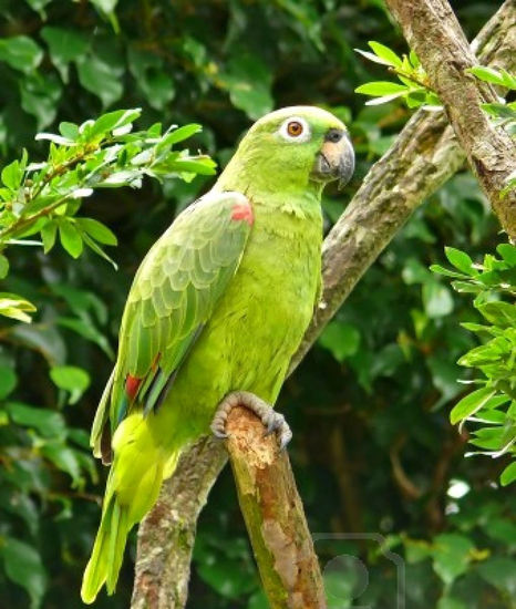 ANIMALES PARQUE MEGUA 