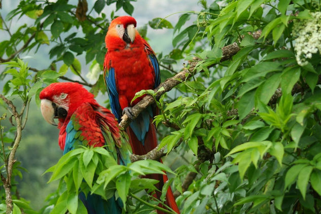 GAUACAMAYAS PARQUE MEGUA 