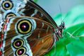 MARIPOSAS PARQUE MEGUA