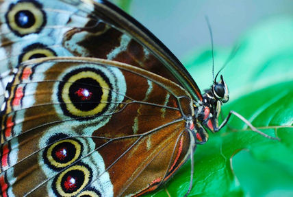 Mariposas parque megua