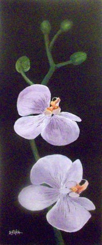 Orquideas