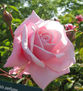 UNA ROSA ROSA