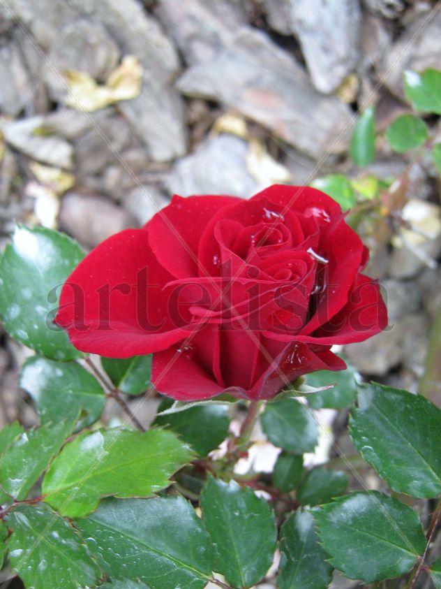SIGNO DE AMOR