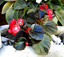 Begonia