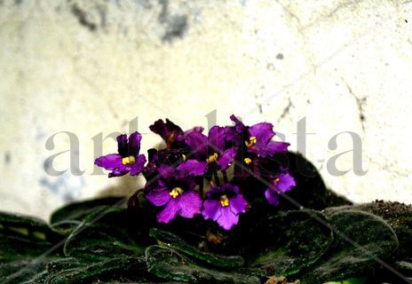 Violeta en morado