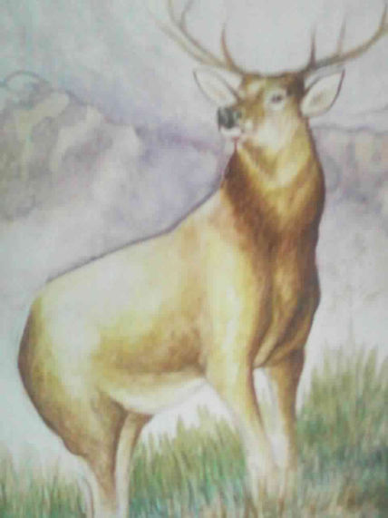 Venado