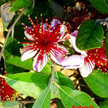 FOTOGRAFÍAS DE FLORES thumbnail 2
