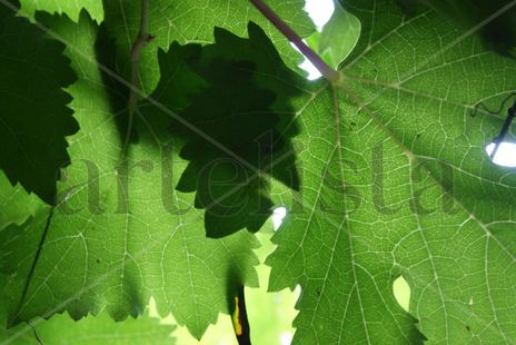 Transparencia