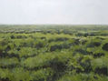 PAISAJE DE LA ALCARRIA, GUADALAJARA.