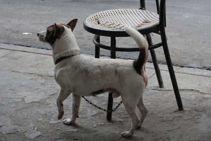 El can y la silla
