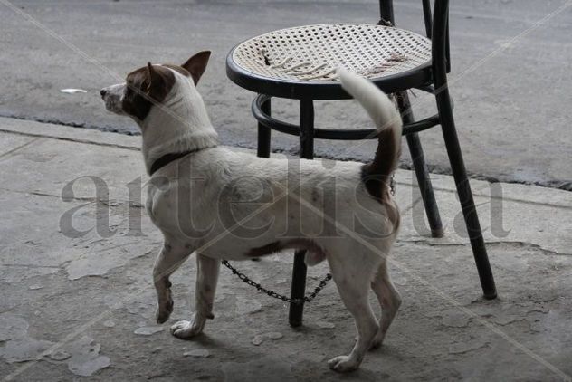 el can y la silla