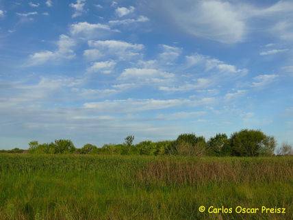 Cielo y juncos