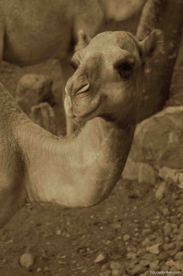 Camel Naturaleza Técnicas alternativas