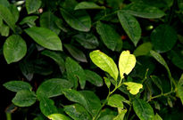 Hojas de mandarina