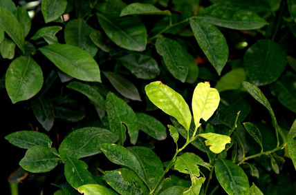 Hojas de mandarina