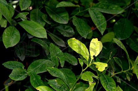 Hojas de mandarina
