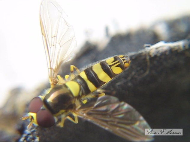 HOVER FLY - INSECTOS DE ARGENTINA Naturaleza Color (Digital)