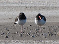 OSTREROS - AVES DE ARGENTINA