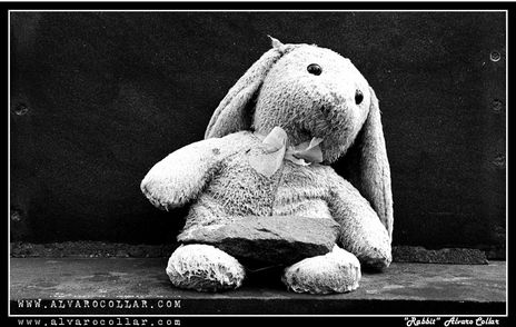 Rabbit