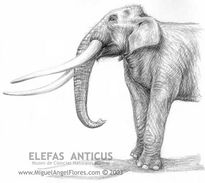 El viejo elefante