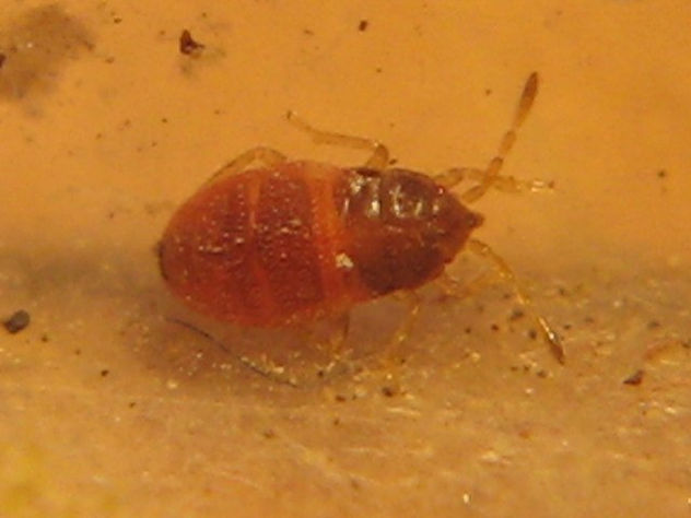 FLEA BEETLE o BEDBUG - INSECTOS DE ARGENTINA
