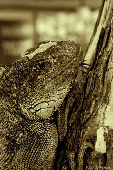 Iguana Nature Alternative techniques