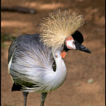 SERIE AVES thumbnail 1