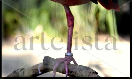 SERIE AVES