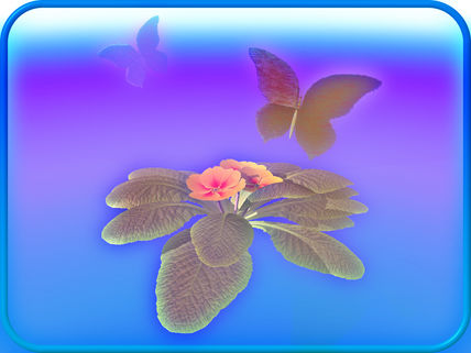 Papillon