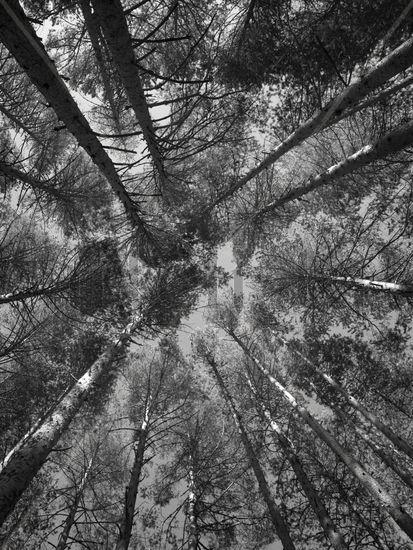 Tumbado en el bosque Nature Black and White (Digital)