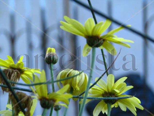 Florece en la Cordillera 