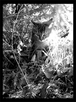 La gata Bodegones Blanco y Negro (Digital)