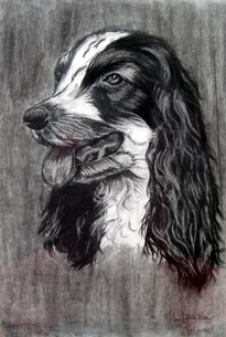 Cocker Spaniel