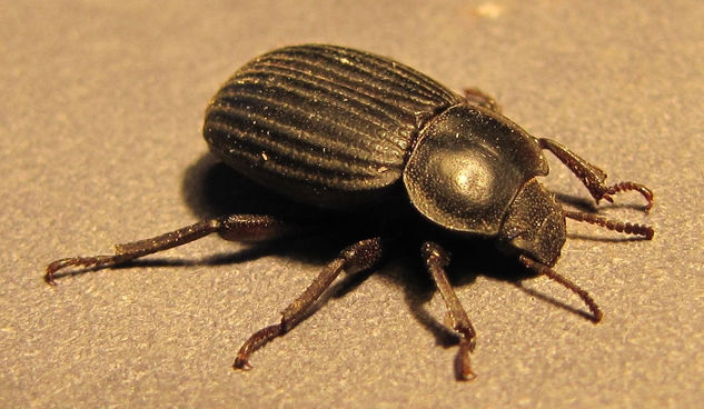 FLAT BROWN SCAVENGER - NECROPHILUS HIDROPHILOIDES -INSECTOS DE ARGENTINA Photojournalism and Documentary Color (Digital)