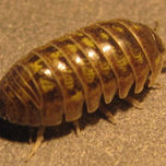 INSECTOS thumbnail 2