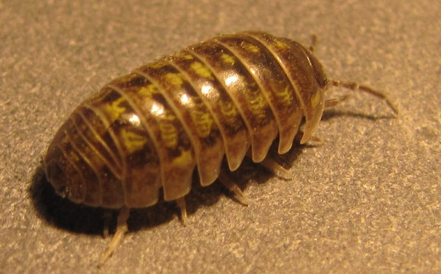 BICHO BOLITA - ONISCIDEA - INSECTOS DE ARGENTINA 