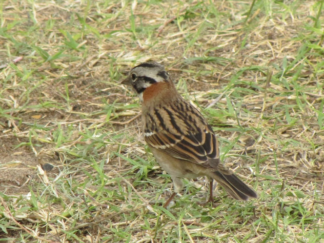 CHINGOLO - AVES DE ARGENTINA