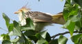 PIRINCHO GUIRA - GUIRA - AVES DE ARGENTINA