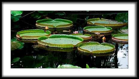 jardin botanicoXXVIII