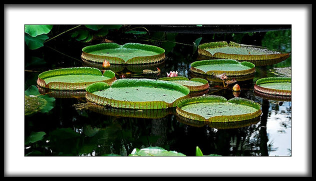 jardin botanicoXXVIII Arquitectura e interiorismo Blanco y Negro (Digital)