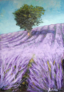 Campo de lavanda