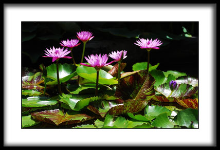 jardin botanicoXXIX